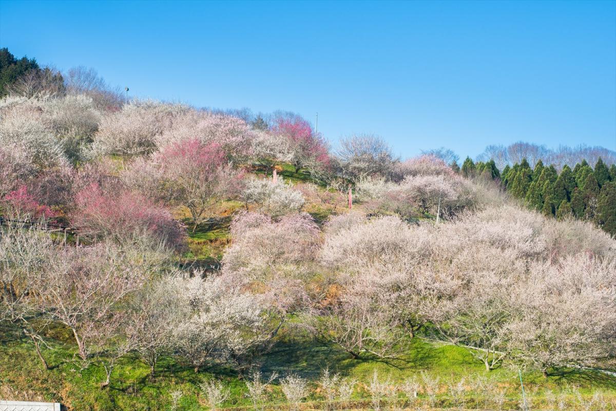【2024年版】ひと足早く春に出会える岡山県の梅の名所10選