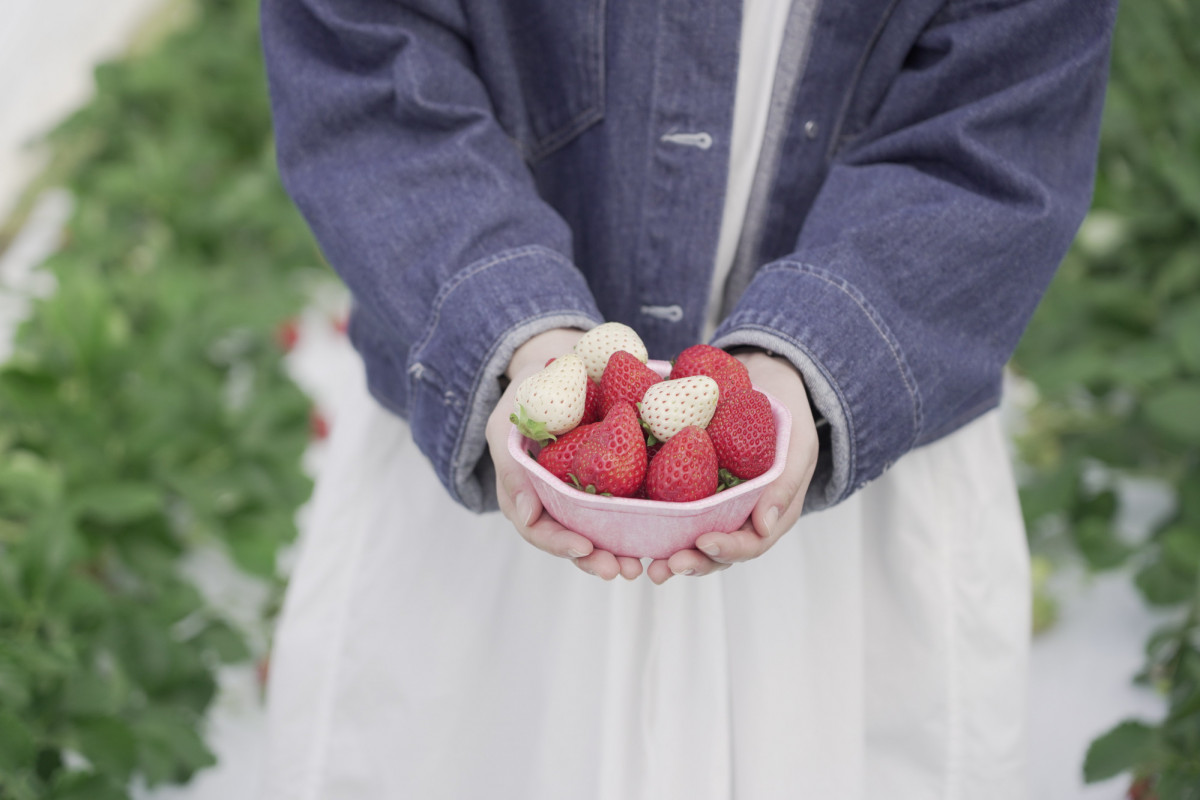 くだもの王国岡山で冬のフルーツ・いちごを満喫