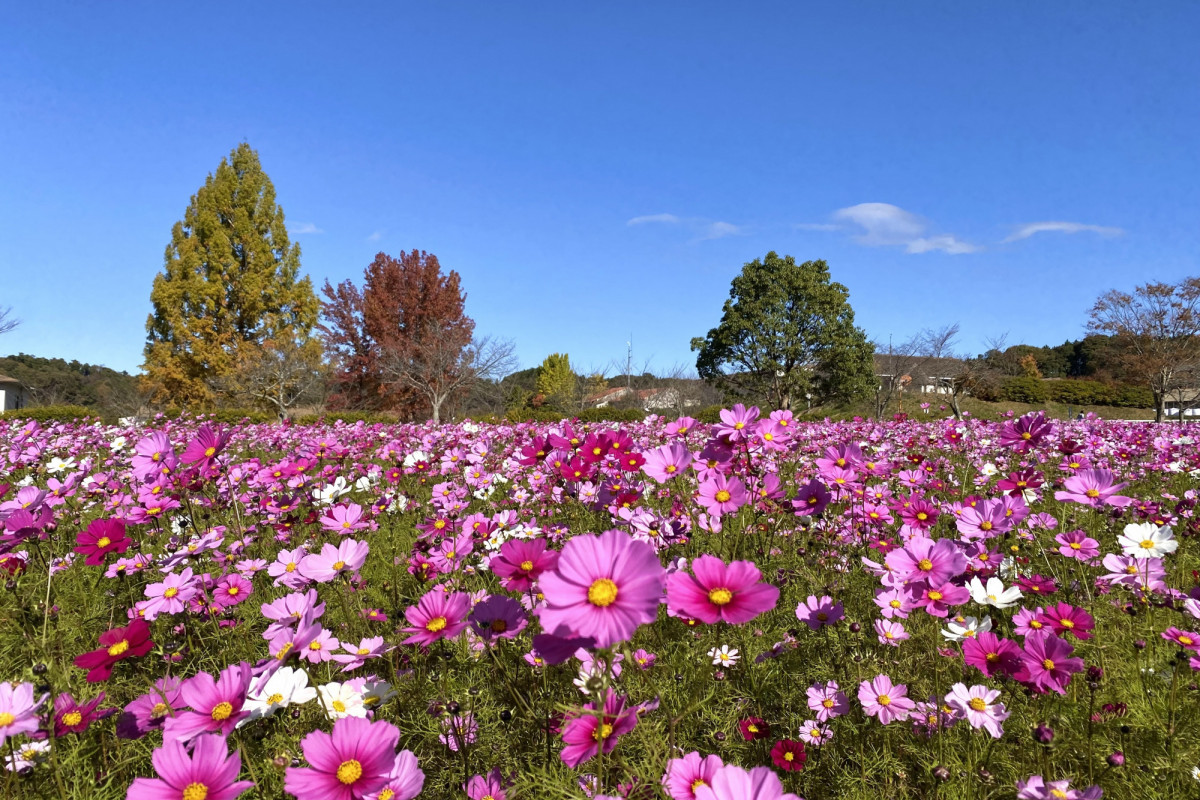 秋を彩る花畑3選 岡山のコスモス畑へ出かけよう おか旅 岡山観光web 公式 岡山県の観光 旅行情報ならココ