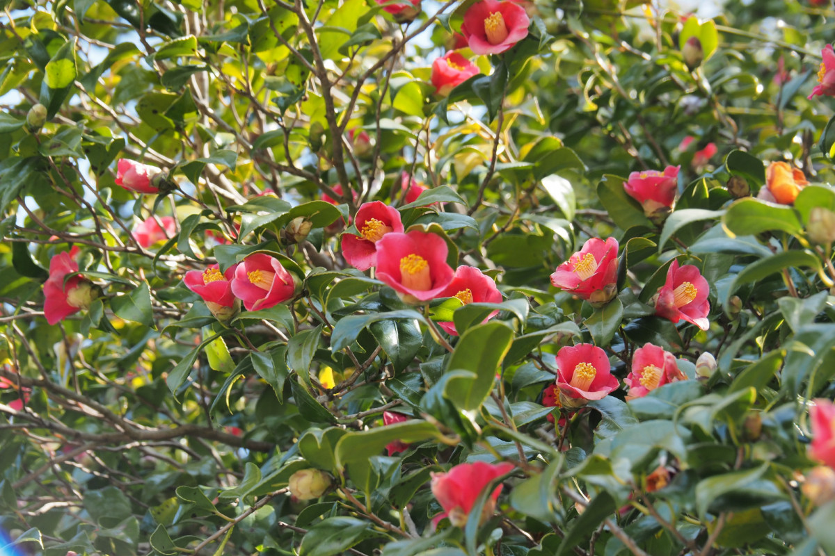 椿と桜の季節がおすすめ！笠岡諸島・大飛島を歩いて一周しよう