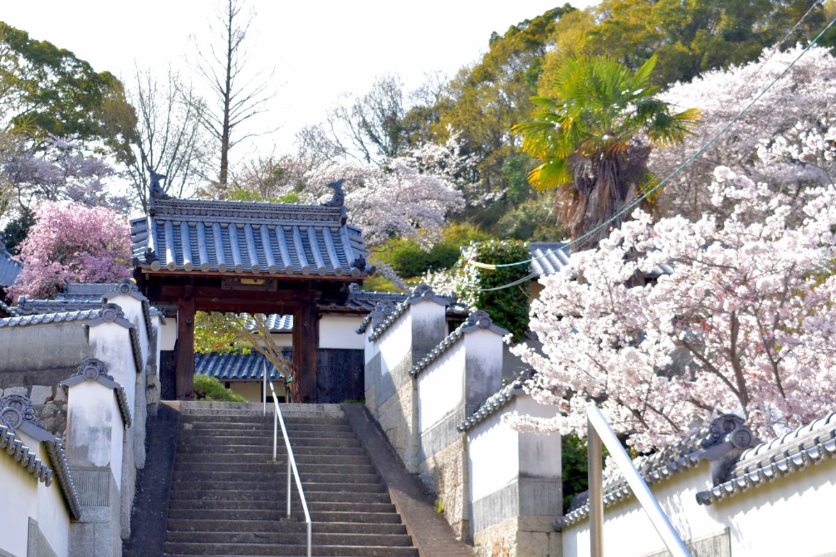 ディープすぎます！「玉野市八浜」レトロ街道桜めぐり