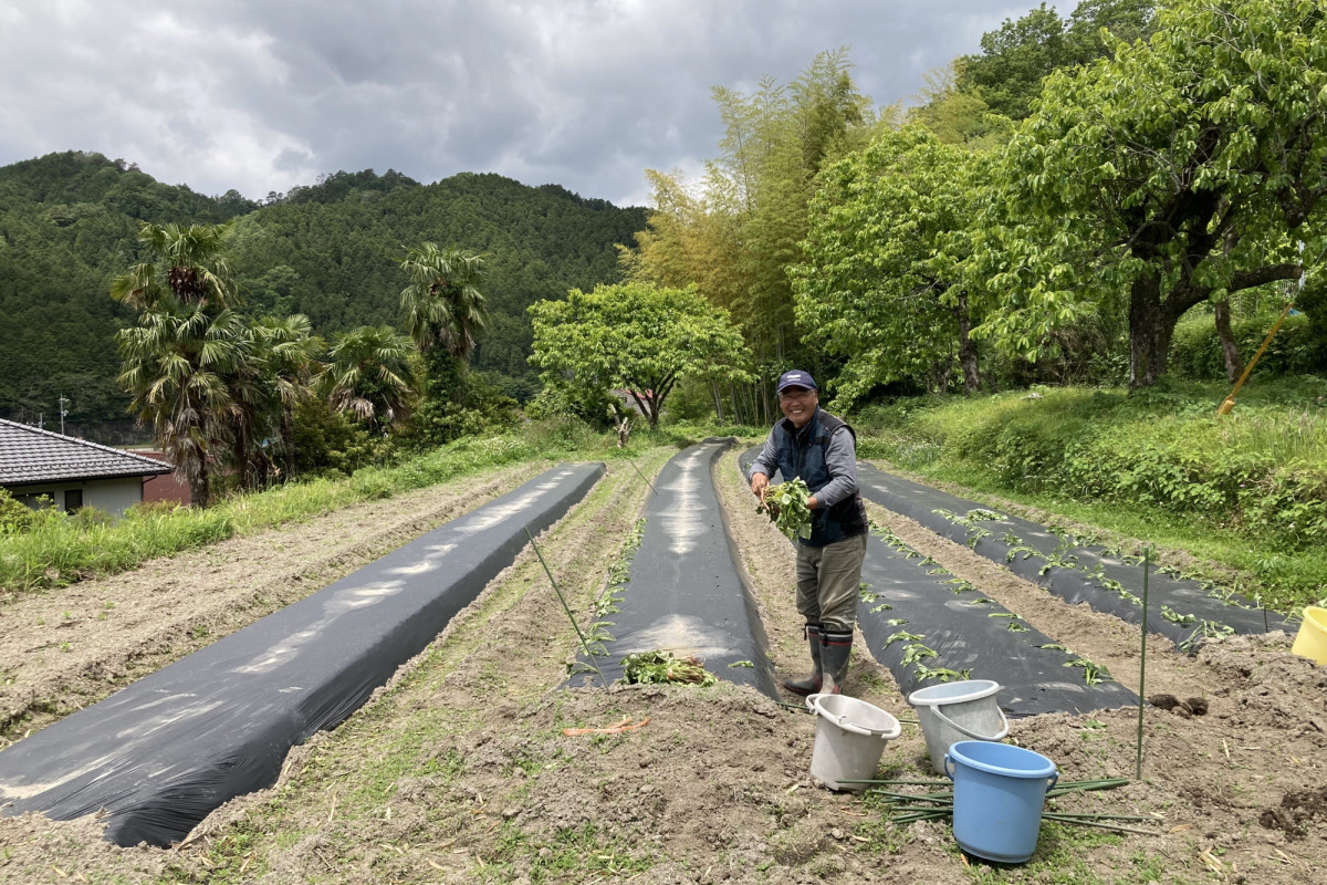 農業体験をするなら津山へ！人も野菜もあたたかく育てる「やました農園」