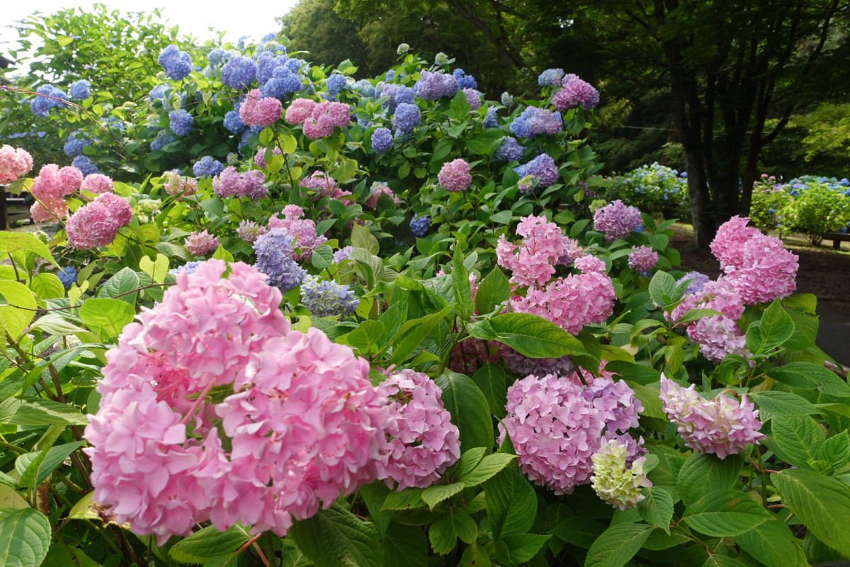 紫陽花と高梁のうまいもの！弥高山公園でキャンプ＆花散歩してきた