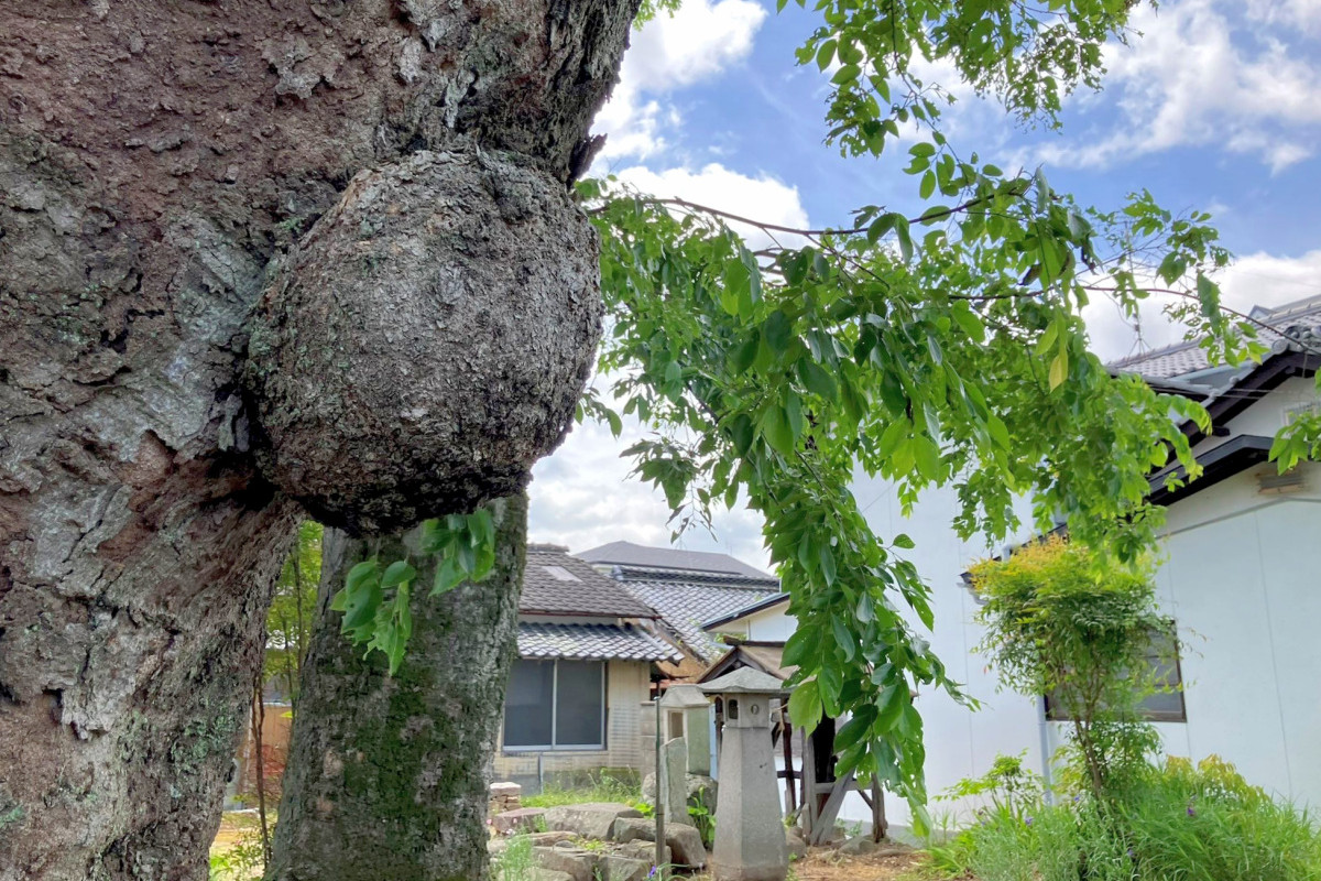 レトロな長屋に古木の祠。カメラ片手に総社の裏路地めぐり