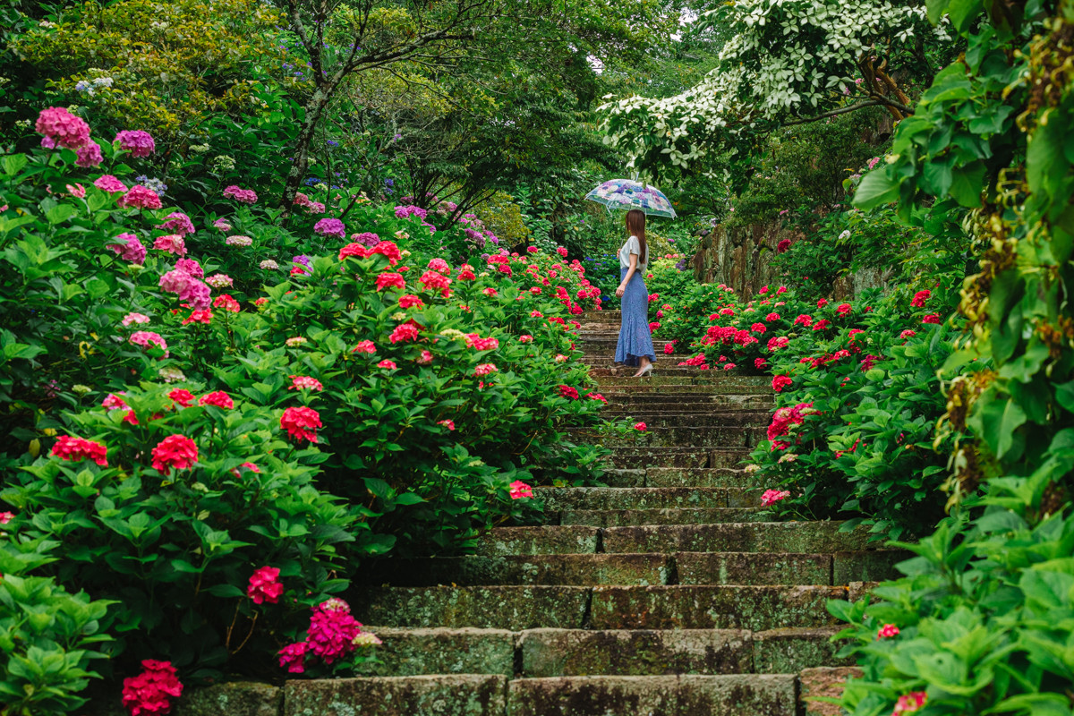 岡山一の紫陽花園！写真映えする「美咲花山園」