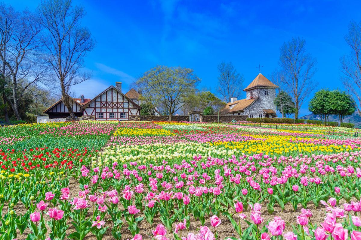 菜の花 チューリップ ポピー 藤 春爛漫 見渡す限りの花畑5選 おか旅 岡山観光web 公式 岡山県の観光 旅行情報ならココ