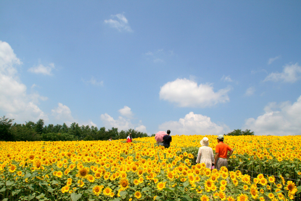 夏満開！ 岡山県のひまわりスポット特集