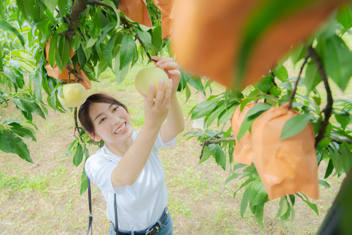 くだもの王国岡山で桃狩り体験