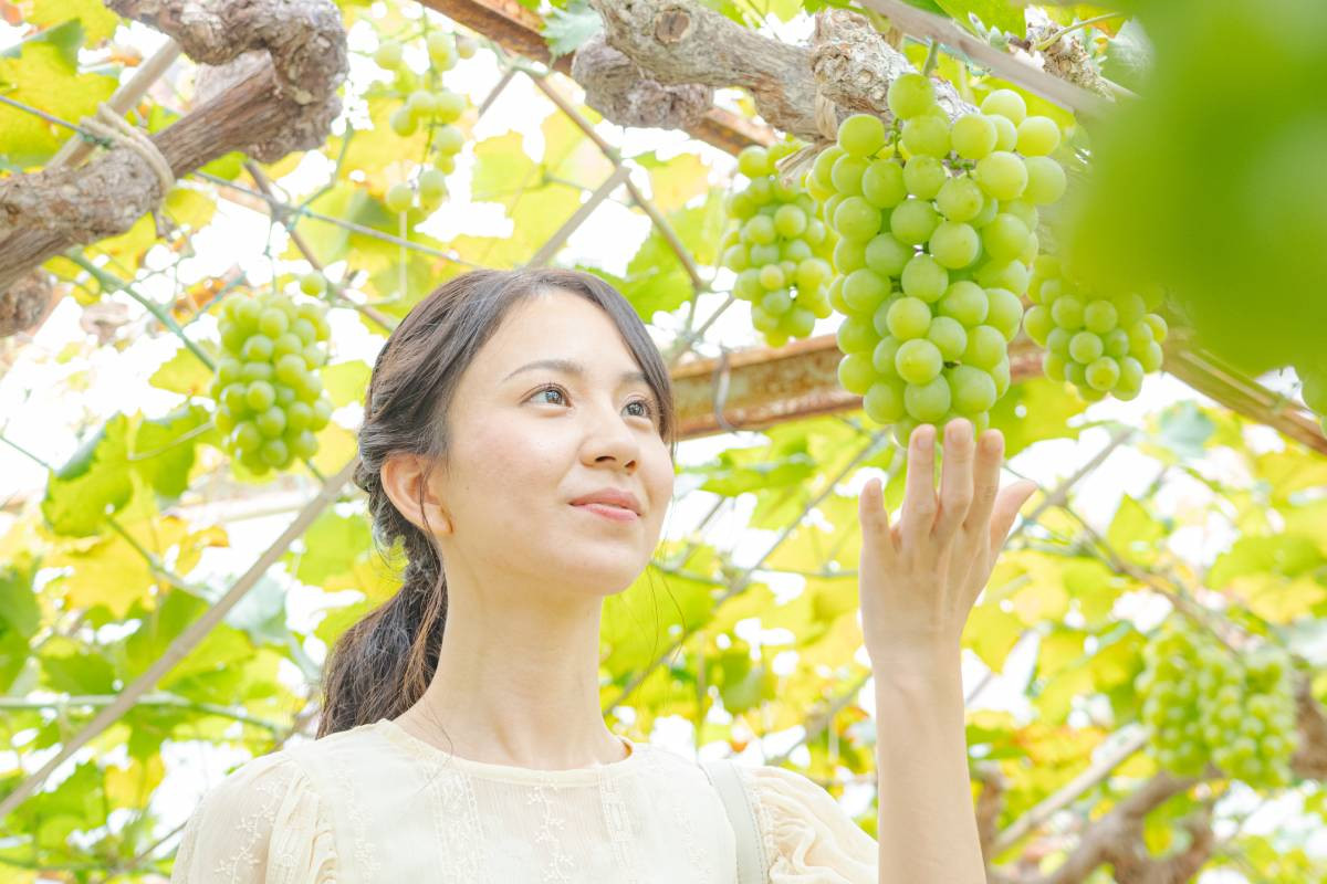 くだもの王国・岡山でぶどう狩り体験