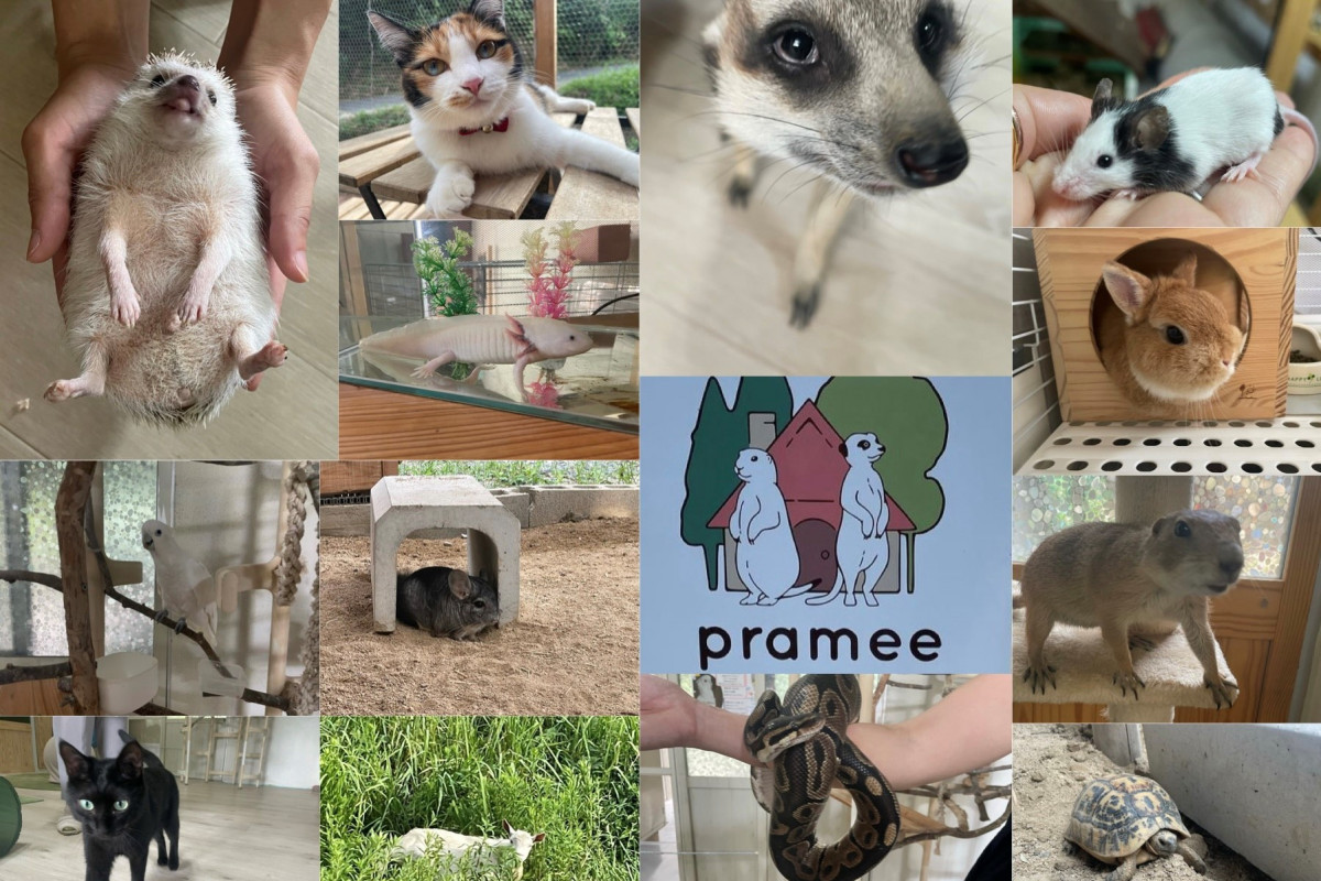 津山市の「動物のおうち PRAMEE（プレミー）」は、たくさんの動物と触れ合えるお店！