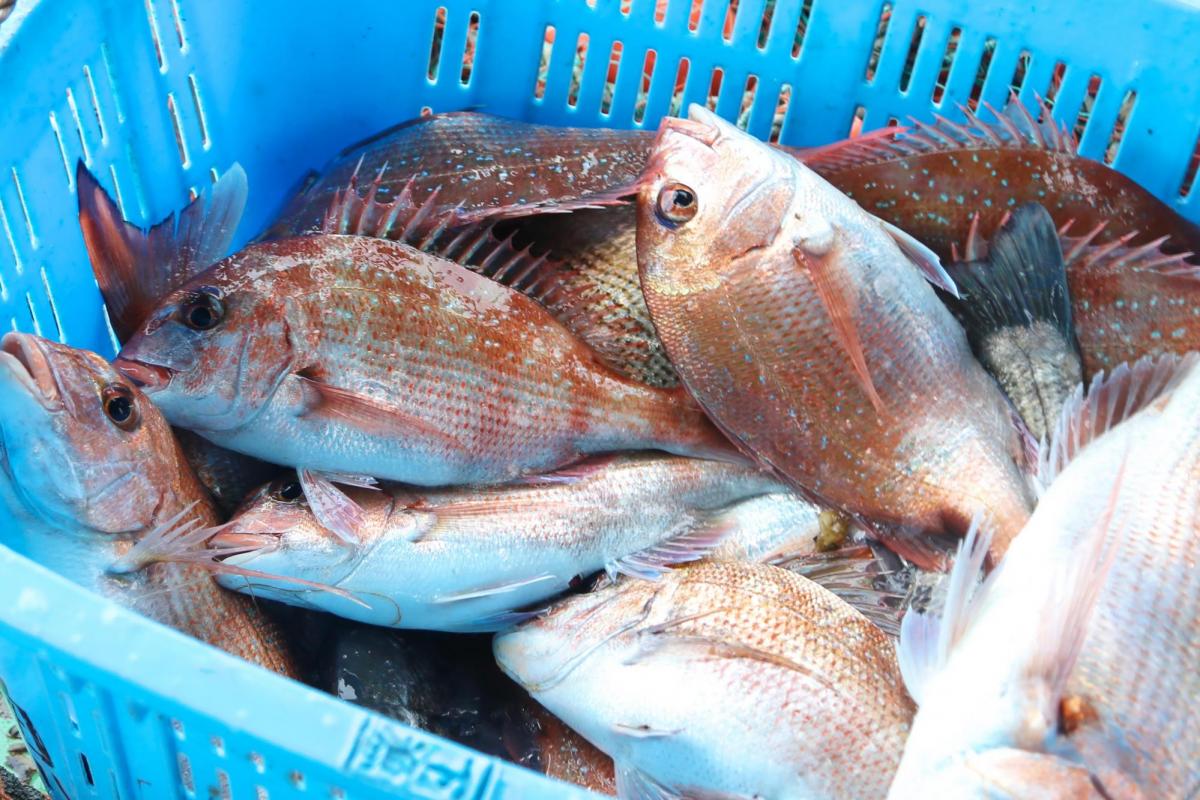 本物の漁師と一緒に鯛を獲る！迫力満点の 瀬戸内伝統漁法「ごち網漁」体験