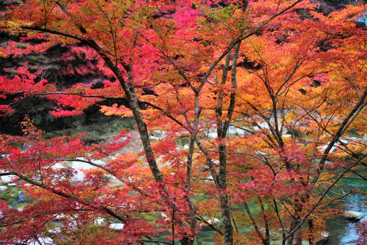 西日本屈指の紅葉名所とガイドブックにない穴場を巡る！奥津渓プレミアムウォーク