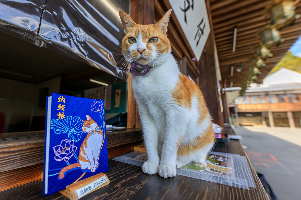 猫好きにおすすめ！看板猫がいる厄除けのお寺「由加山 蓮台寺」