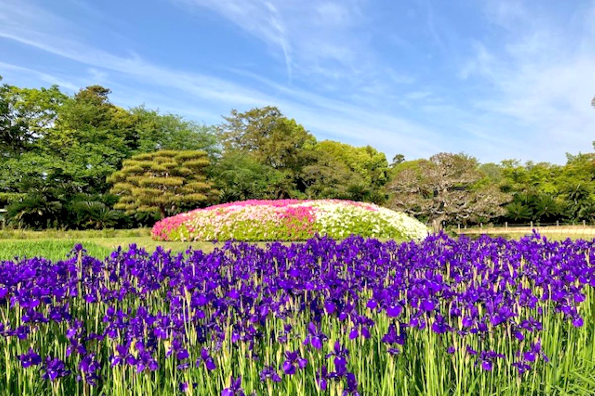 「岡山後楽園」花ごよみ。 季節ごとの花を楽しもう！（上半期編）