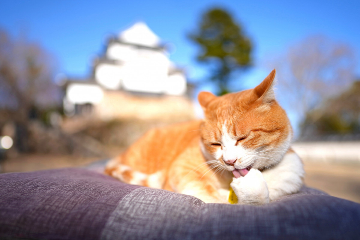 「猫城主さんじゅーろーあしあと館」備中松山城の麓にOPEN！