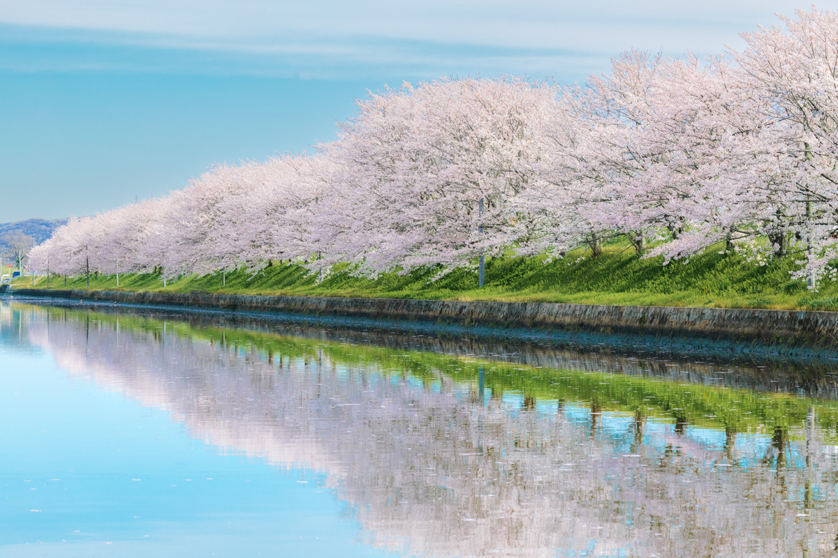 名所も穴場も！絶景！岡山の桜並木5選