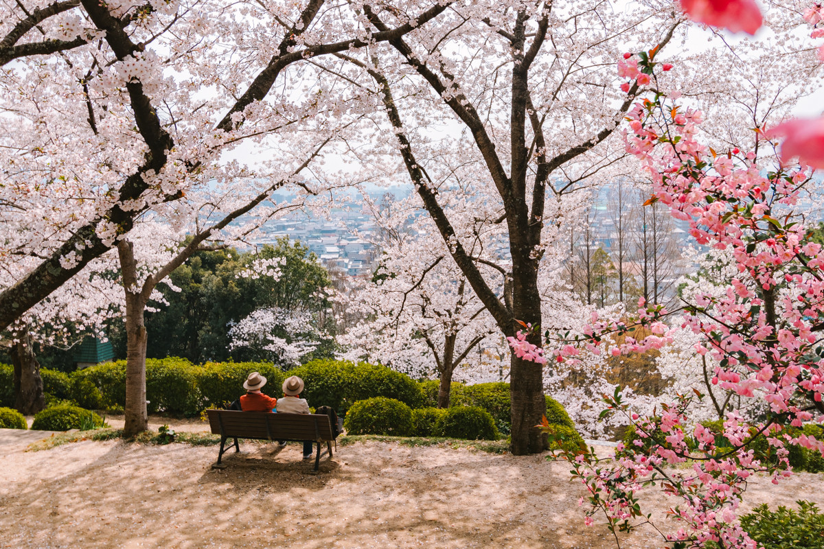 岡山市内の桜名所「半田山植物園」。2024年の桜まつり情報も紹介！