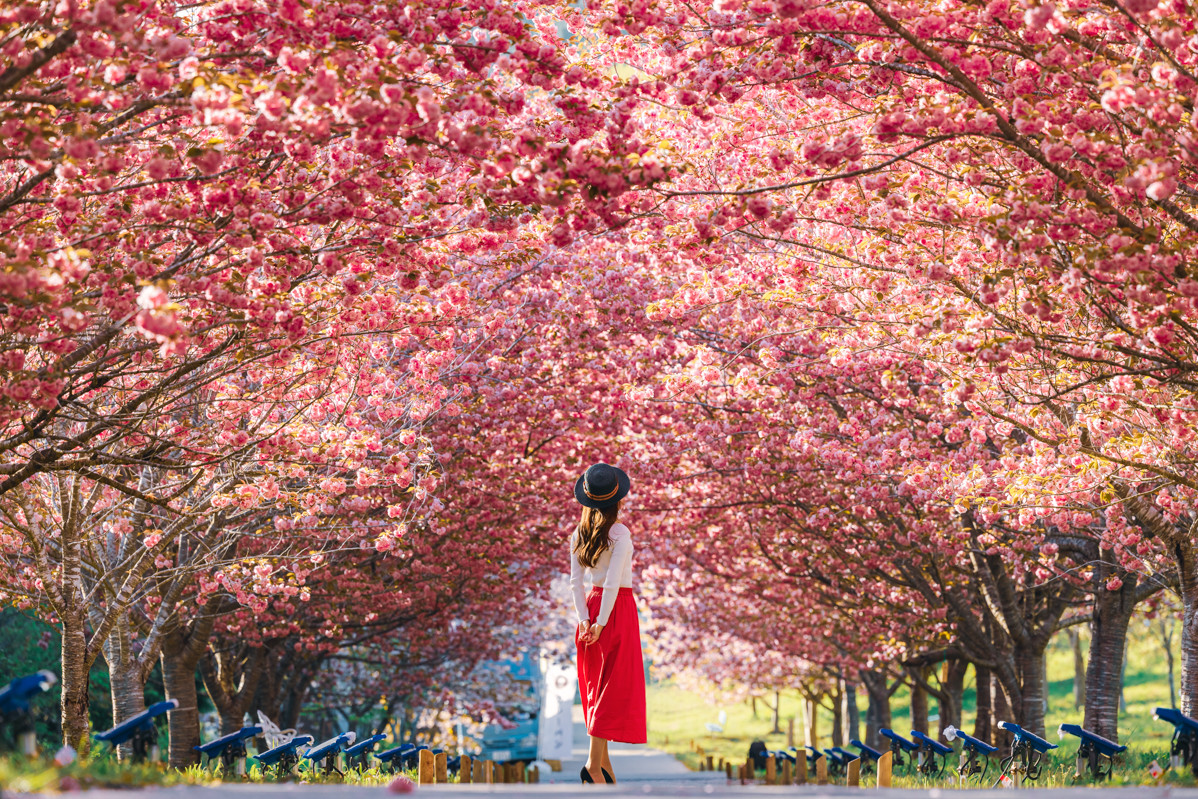 4月下旬まで桜が楽しめる！圧巻の八重桜トンネル「羅生門さくら公園」