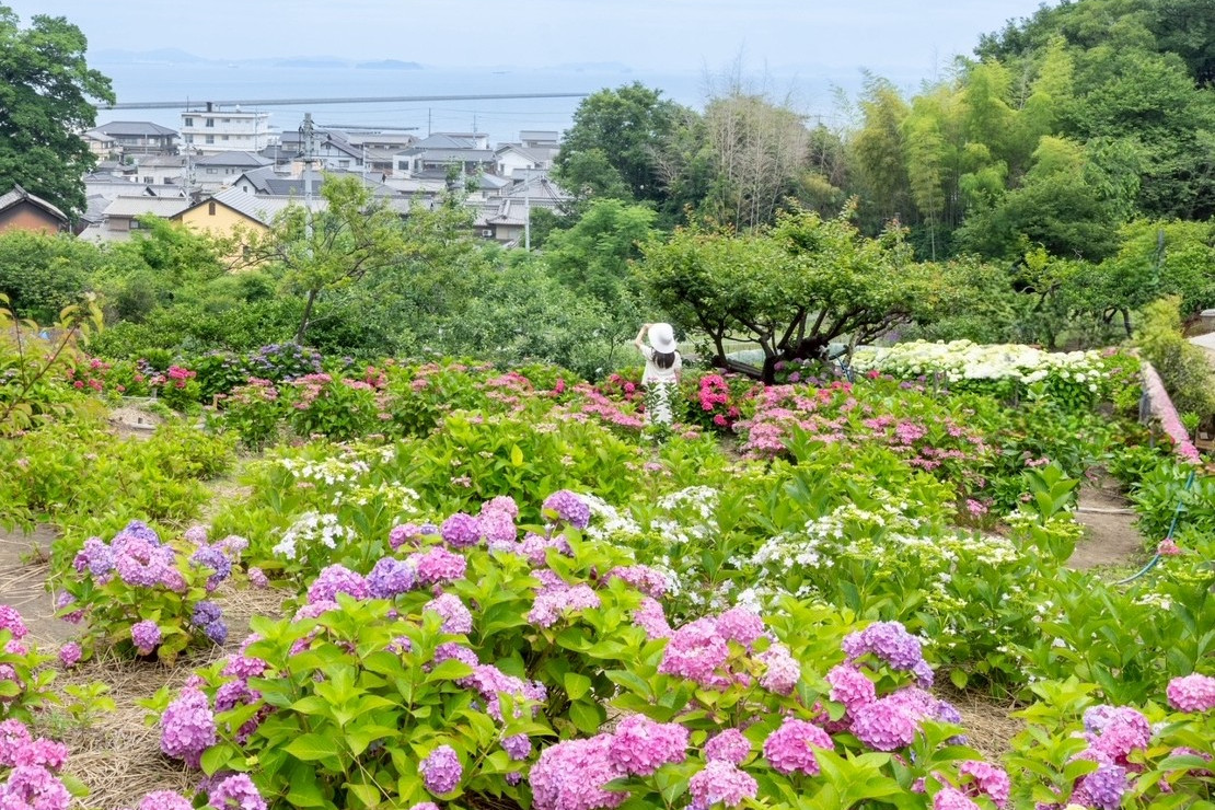 瀬戸内海が見える寄島町のあじさいスポットへ！立ち寄りカフェもご紹介
