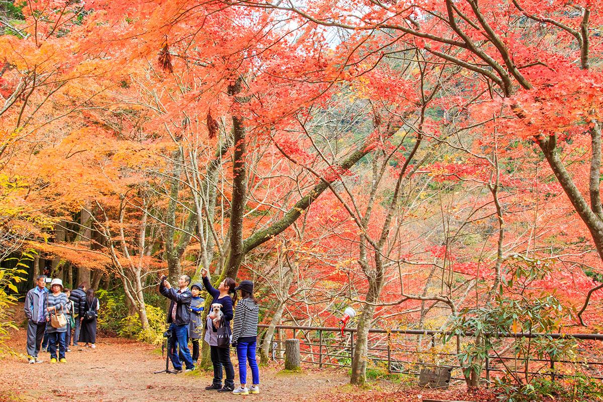 岡山で絶対見ておくべき紅葉スポット10選