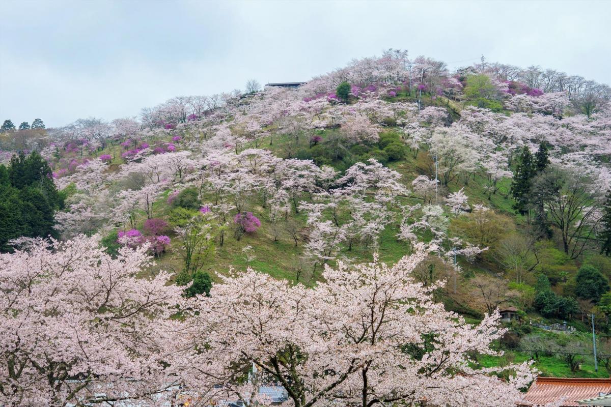 季節の花を追いかけて 美咲町で楽しむ春から初夏の開花リレー おか旅 岡山観光web 公式 岡山県の観光 旅行情報ならココ