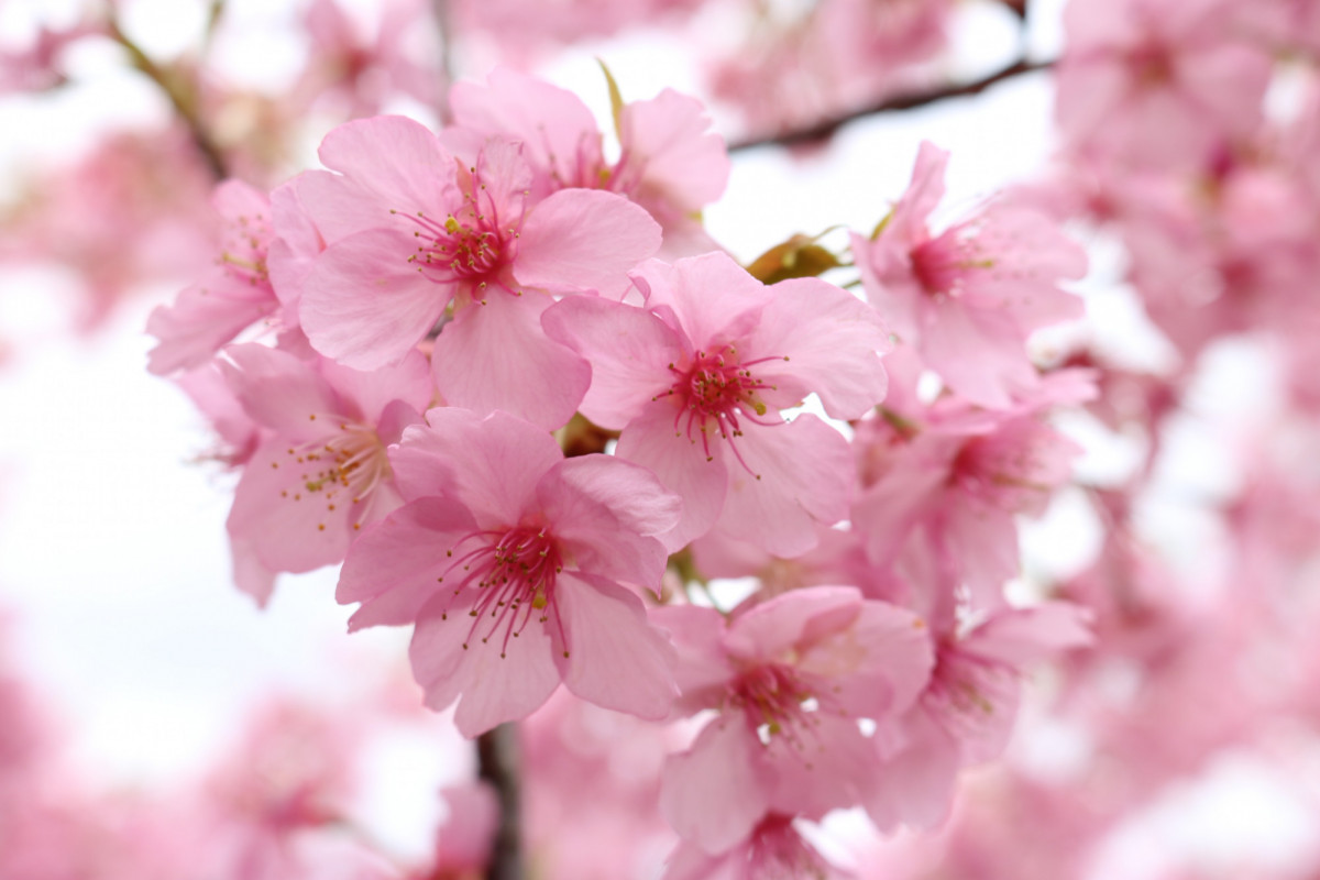 桜 河津 伊豆の河津桜で一足先に春を感じよう！川沿いの桜並木は圧巻