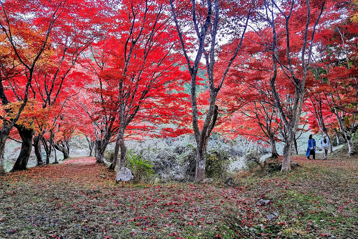 越畑ふるさと村 紅葉ハイク