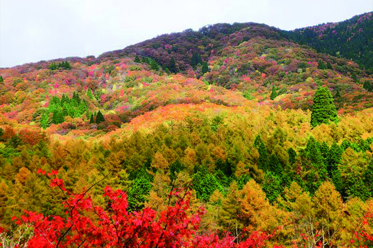 岡山県立森林公園 秋の自然観察会