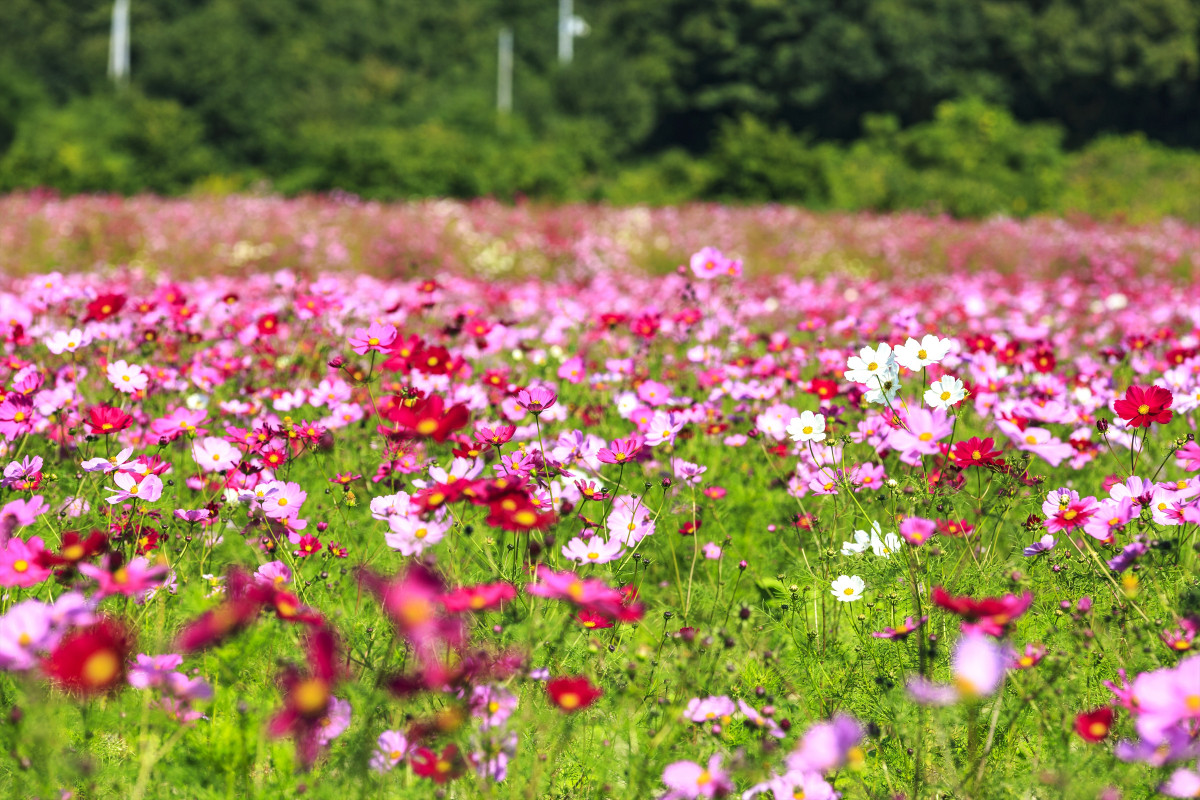 秋を彩る花畑3選 岡山のコスモス畑へ出かけよう おか旅 岡山観光web 公式 岡山県の観光 旅行情報ならココ