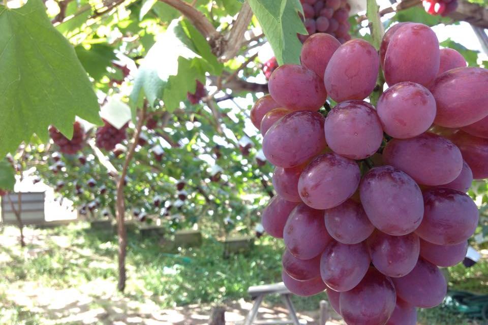おかやまの贅沢フルーツ おかやまのお土産 旬のおすすめ 特集 岡山観光web 公式 岡山県の観光 旅行情報ならココ