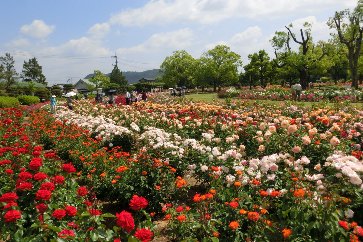 RSKバラ園