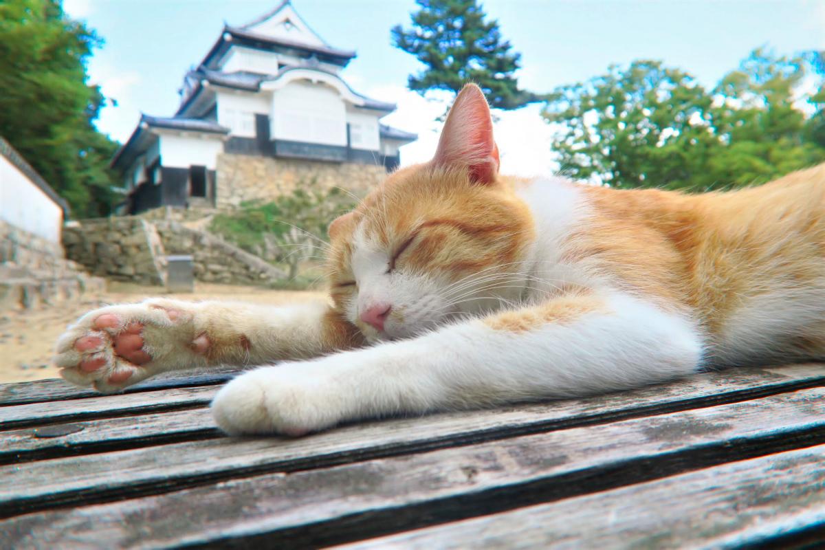 猫城主さんじゅーろー