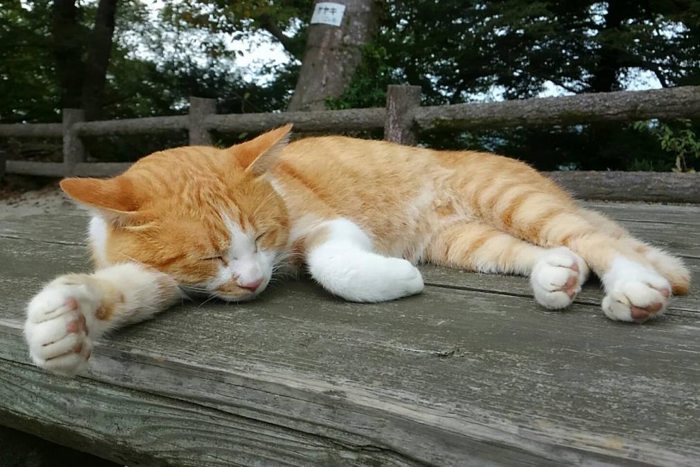 お昼寝中のさんじゅーろー