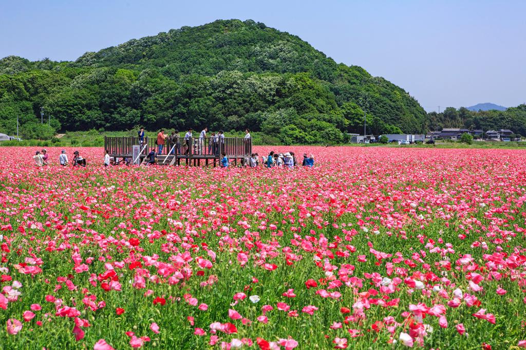 菜の花 チューリップ ポピー 藤 春爛漫 見渡す限りの花畑5選 おか旅 岡山観光web 公式 岡山県の観光 旅行情報ならココ