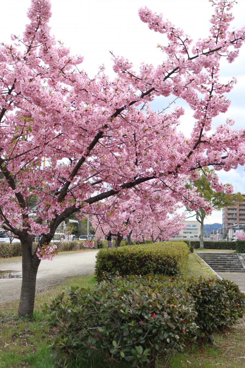 一足先にお花見 倉敷千本桜 の河津桜を見に行こう おか旅 岡山観光web 公式 岡山県の観光 旅行情報ならココ