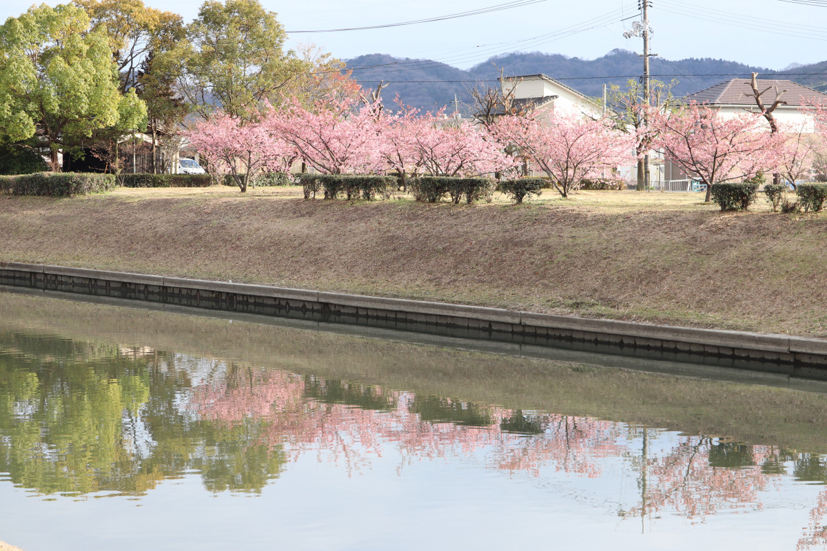 一足先にお花見 倉敷千本桜 の河津桜を見に行こう おか旅 岡山観光web 公式 岡山県の観光 旅行情報ならココ