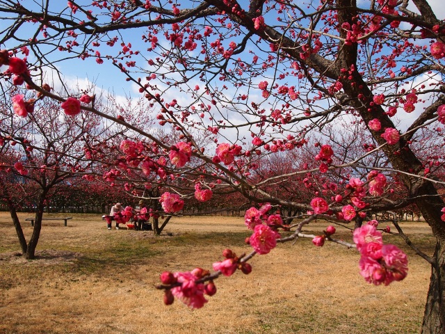 神崎梅園