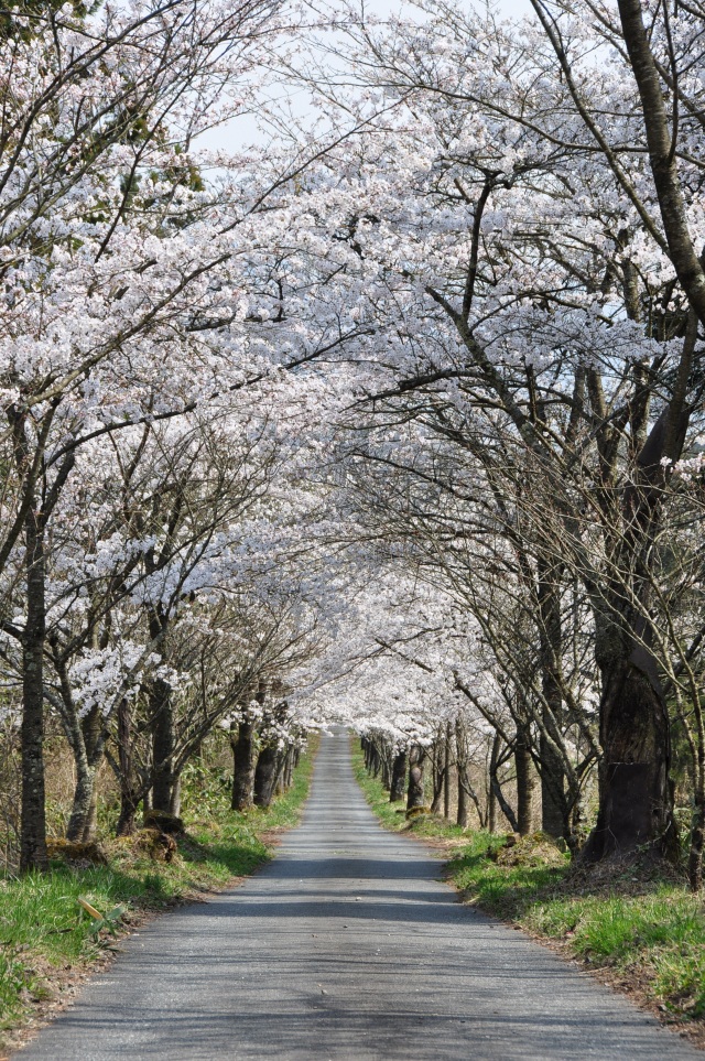 茅部神社（縦）
