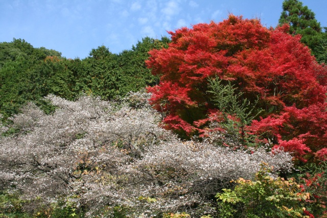 神代四季桜