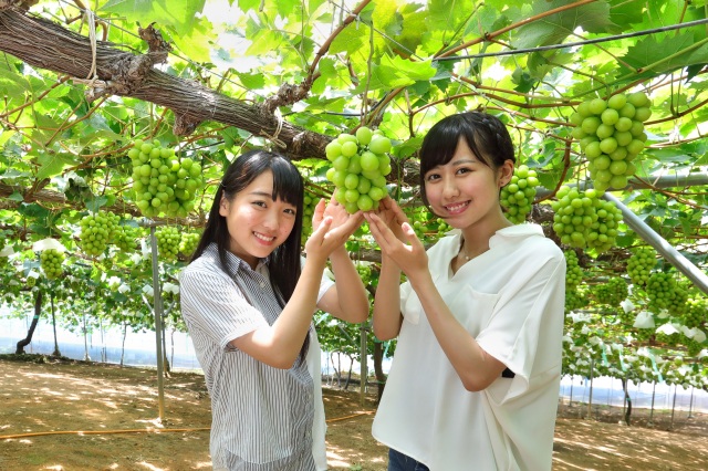 ぶどう狩り（マスカット）