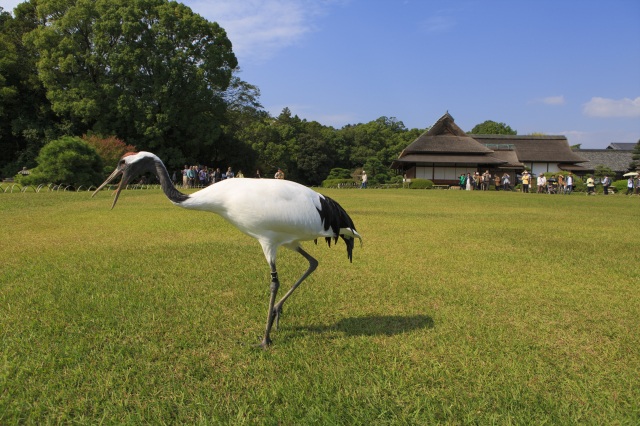 岡山後楽園タンチョウ