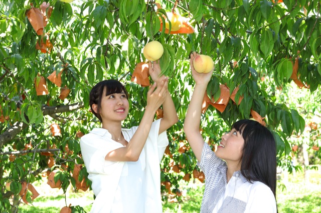桃狩り