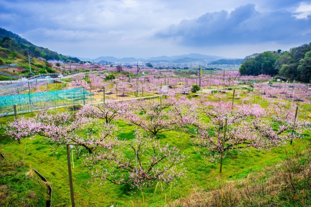 赤磐市の桃畑（鴨前・西中地区）
