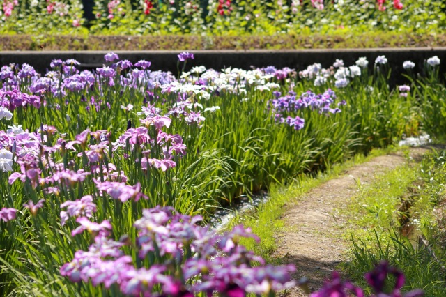 花菖蒲園
