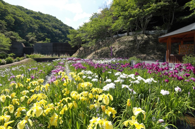 花菖蒲園