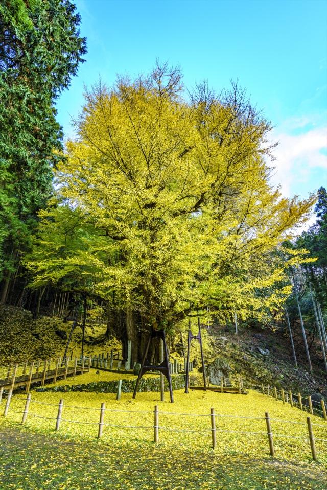 菩提寺（縦）