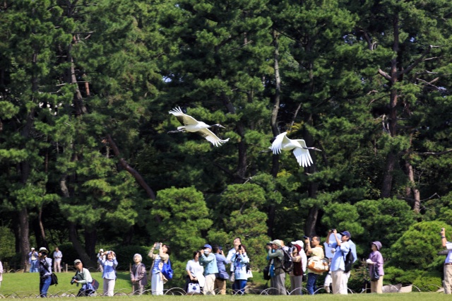 岡山後楽園タンチョウ