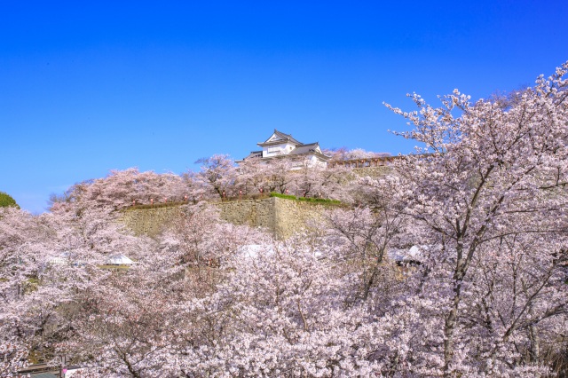 津山城（鶴山公園）