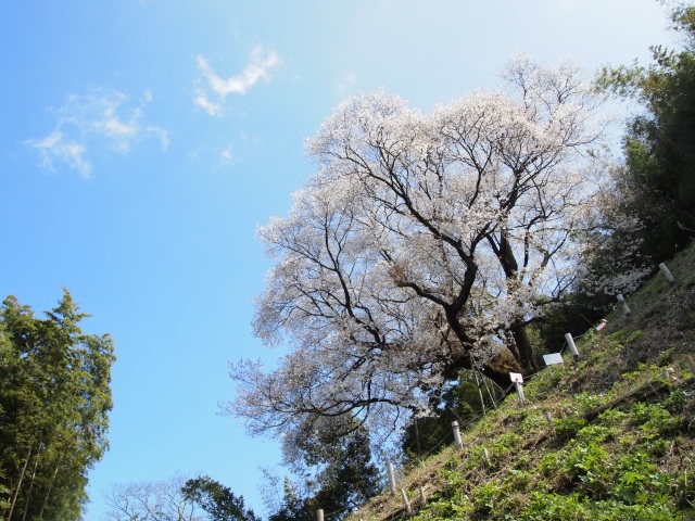 奥迫川の大山桜