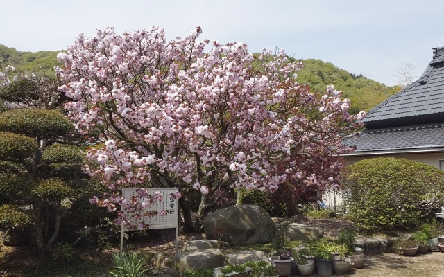 宗堂桜